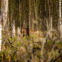 Female red deer hiding in the forest during spring. springtime scenery of a wild deer.