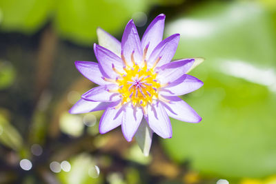 Close-up of purple water lily blooming outdoors