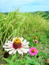 Close-up of insect on flower blooming in field