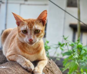 Portrait of cat sitting outdoors