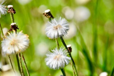 Close-up of insect on white flowering plant