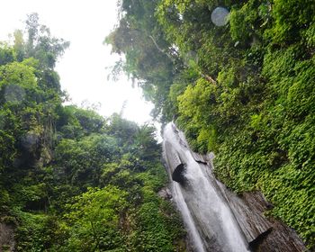 Low angle view of waterfall against trees