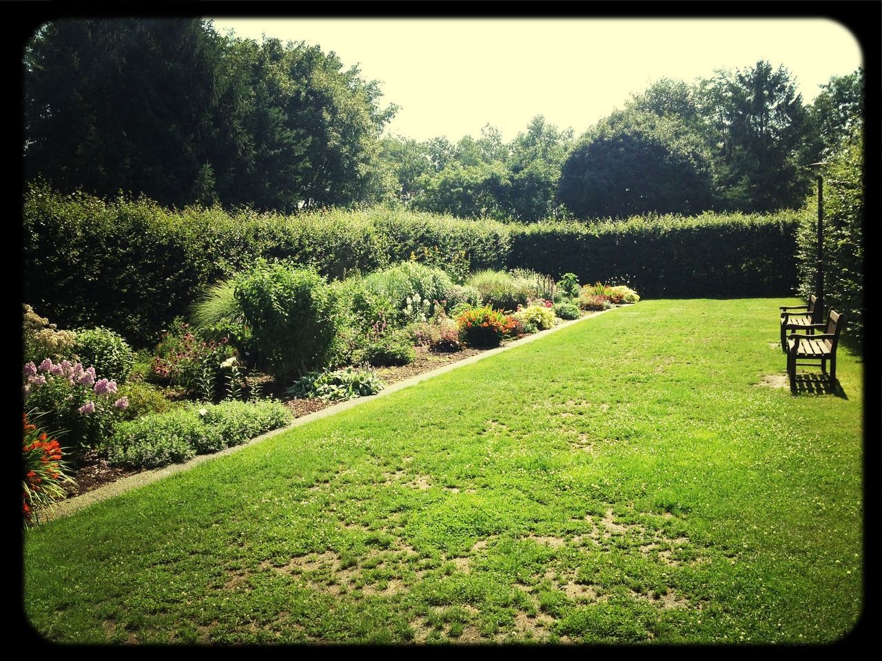 grass, transfer print, tree, green color, grassy, tranquility, field, tranquil scene, landscape, auto post production filter, growth, nature, scenics, beauty in nature, grassland, sunlight, lawn, park - man made space, green, day