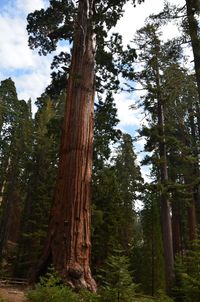 Low angle view of pine trees in forest