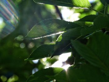 Close up of leaves