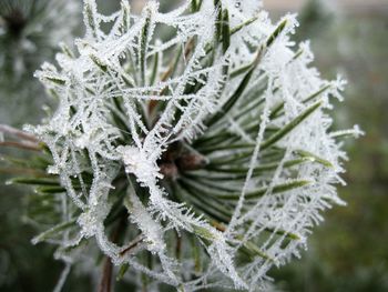 Close-up of plant against blurred background