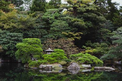 Scenic view of lake by trees in forest