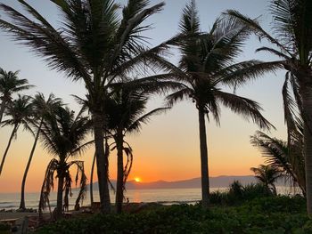 Silhouette palm trees on beach against sky during sunset