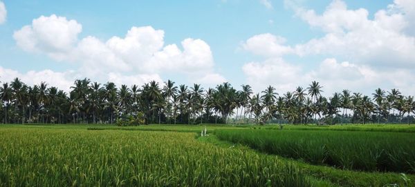 Scenic view of field against cloudy sky