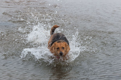 Dog splashing water