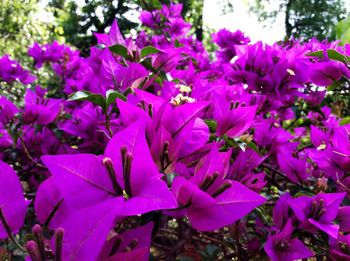 Close-up of purple flowers