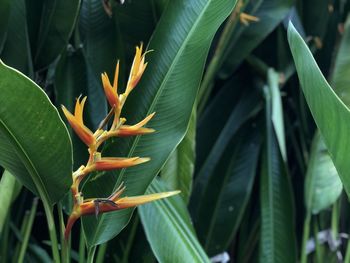 Close-up of orange flowering plant