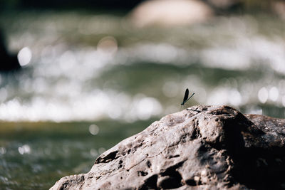 Close-up of insect on rock