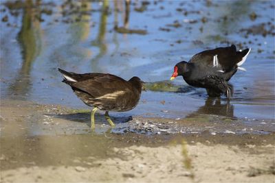 Moorhens  on a lake