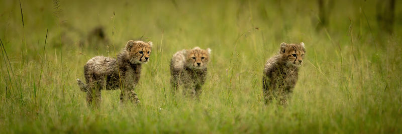 Panorama of three cheetah cubs crossing grass
