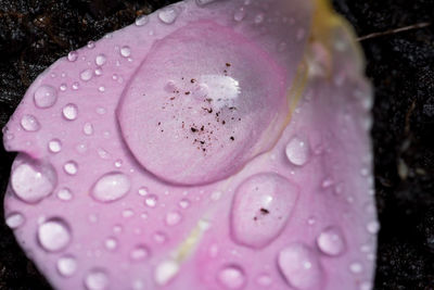 Close-up of water drops on pink rose