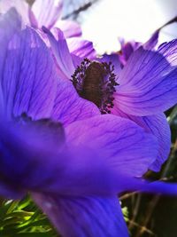 Close-up of purple flower blooming outdoors