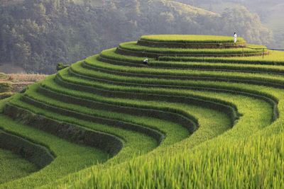 Scenic view of agricultural field