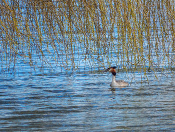 Duck swimming in lake against sky