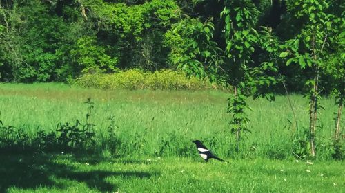 View of a bird on grass