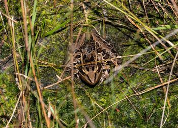 High angle view of a reptile in a forest