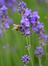 Close-up of bee pollinating on purple flower