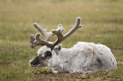 Close-up of sheep on field