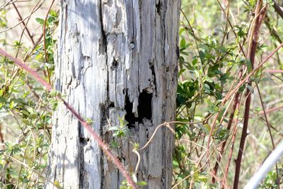 Close-up of tree trunk