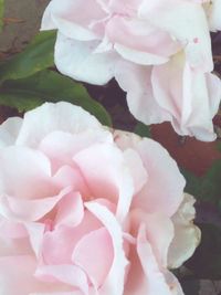 Close-up of pink rose