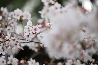 Close-up of white cherry blossom tree