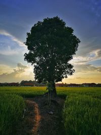 Tree on field against sky during sunset