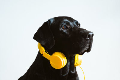 Close-up of dog looking away against white background