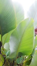 Close-up of green leaves