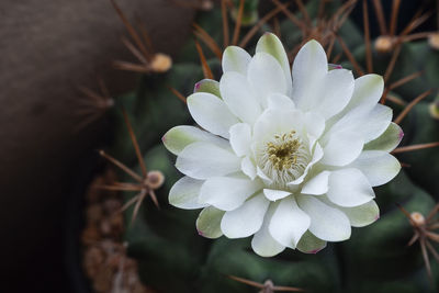 Close-up of white flowering plant