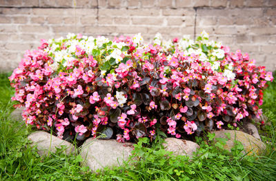 Close-up of pink flowers