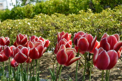 Close-up of red tulips in field