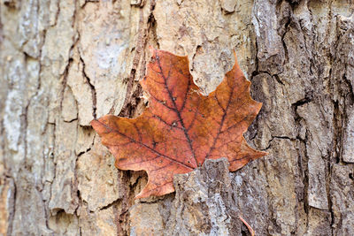 Close-up of maple leaf on tree trunk