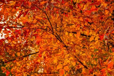 Low angle view of maple tree during autumn