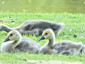 View of ducks on grass