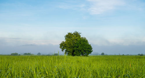 Scenic view of agricultural field against sky