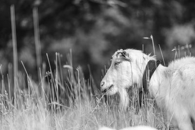 Sheep standing on field