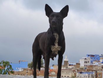 Black dog standing in city against sky