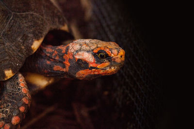 Red foot tortoise chelonoidis carbonarius is found in northern south america.