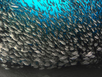 Fish swimming in sea