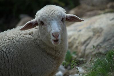 Close-up portrait of a sheep on field