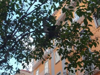 Low angle view of flowering tree by building against sky