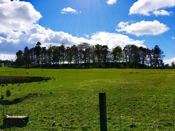 Trees on field against sky