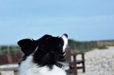 Dog looking at camera against sky