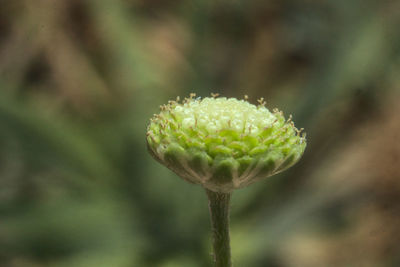 Close-up of flower bud