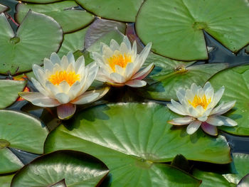 Close-up of lotus water lily in lake